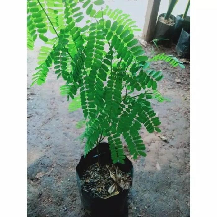 

Terlaris Pohon Herbal Saga / Tanaman Herbal