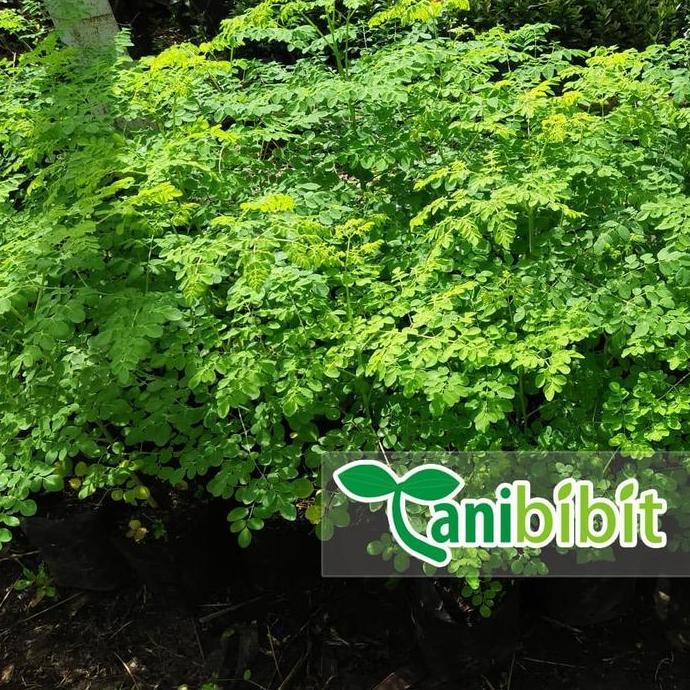 

Terlaris Bibit Kelor Paket 5 Bibit - Pohon Kelor - Tanaman Herbal Bahan Herbal