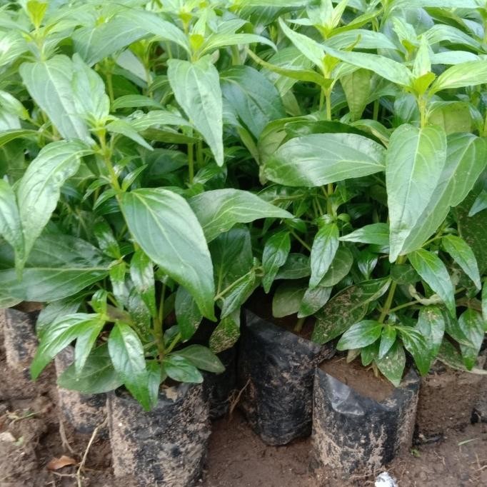 

Terlaris Bibit Tanaman Herbal Daun Sambiloto Bibit Sambiloto Pahitan