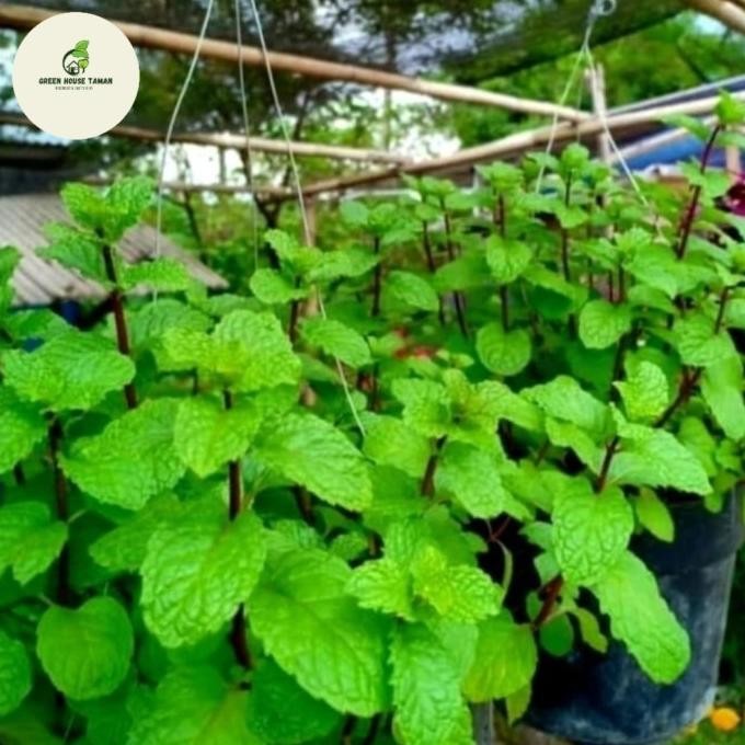 

Terlaris Tanaman Daun Mint / Pohon Mint Herbal