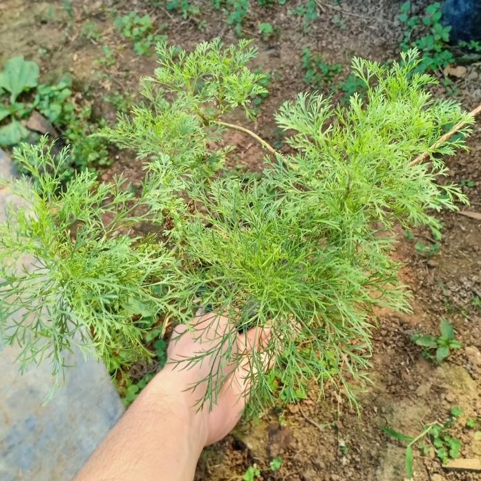 

Terlaris Tanaman Toga Herbal Adas Sowa Dill / Anethum Graveolens