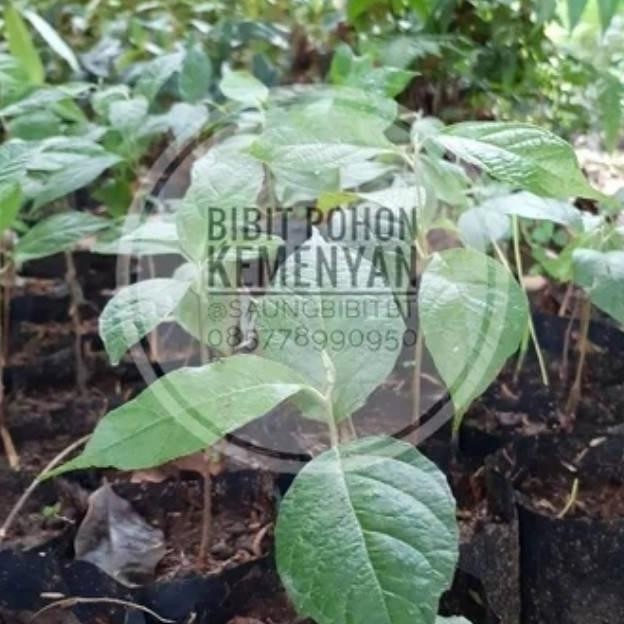 

Terlaris Bibit Pohon Kemenyan Tanaman Menyan Tanaman Herbal Menyan