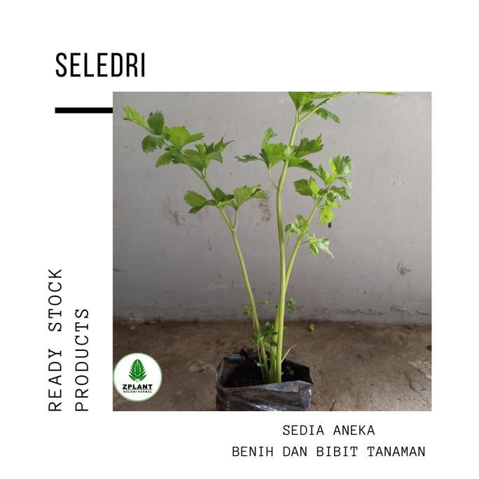 

Terlaris Tanaman Daun Seledri 20-30 Cm - Pohon Obat Herbal