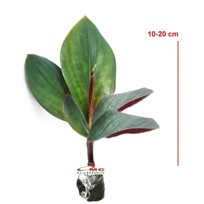 

Terlaris Pacing Pentul Bunga Merah Tanaman Obat Herbal Hias Bibit Berakar 1020