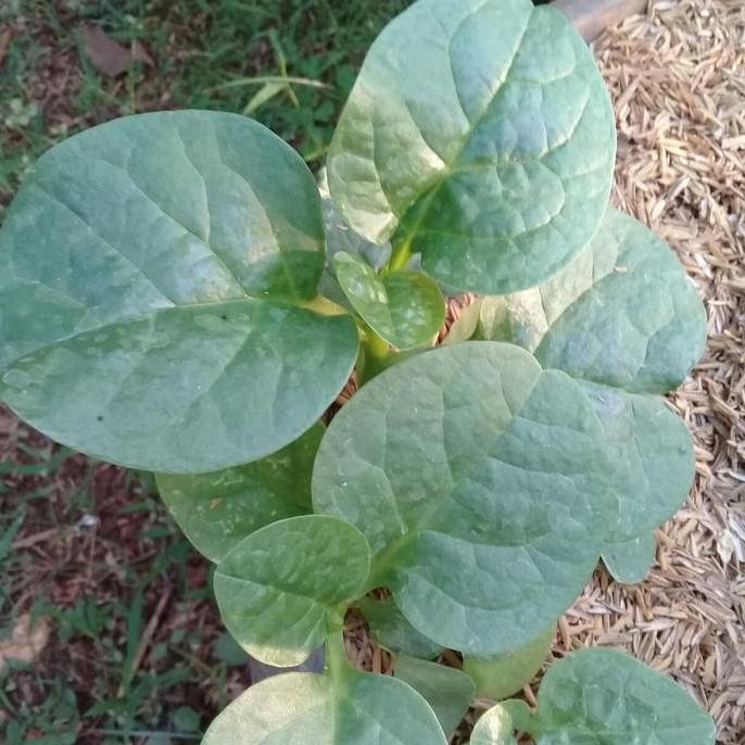 

Terlaris Bibit Herbal Angkung/Tanaman Herbal Angkung