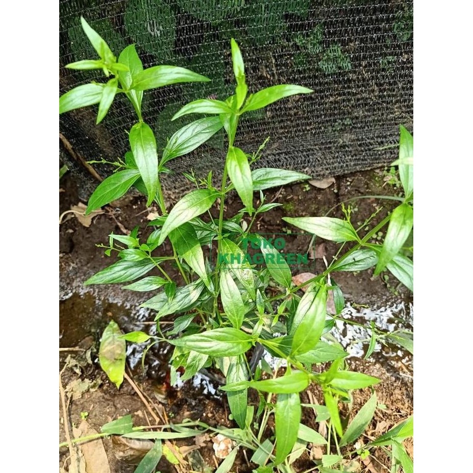 

Terlaris Bibit Tanaman Daun Sambiloto Obat Herbal