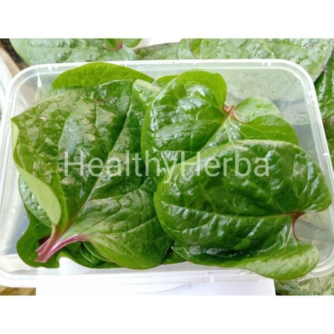 

Terlaris Herbal Tanaman Daun Binahong Merah Kesehatan Jantung Luka Operasi