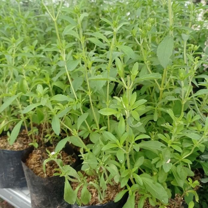 

Terlaris Tanaman Herbal Stevia - Pemanis Alami -Tanaman Herb