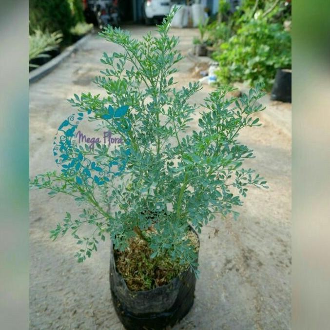 

Terlaris Tanaman Inggu Ruta Graveolens Bibit Herbal Obat Daun