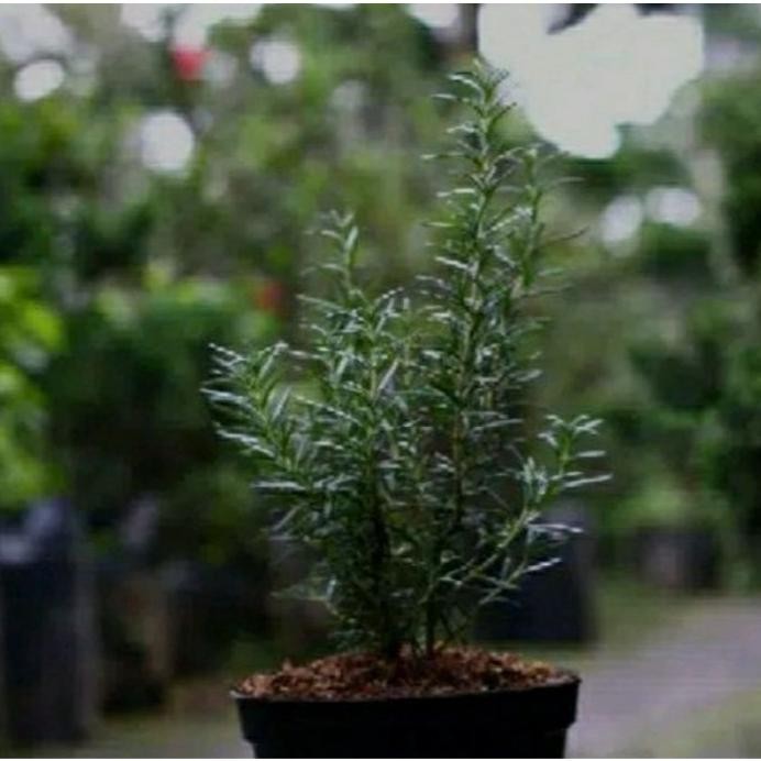 

Terlaris Paket Hemat 3 Jenis Tanaman Herbal Rosemary, Daun Mint, Lavender.