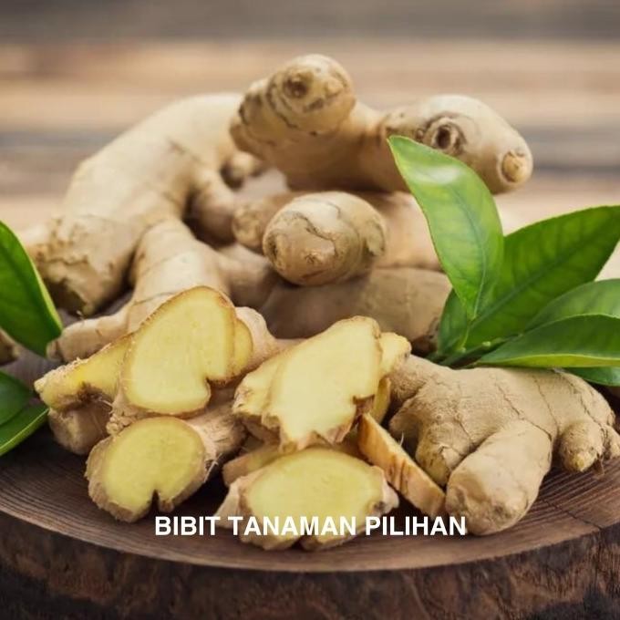 

Terlaris Bibit Tanaman Jahe Putih Emprit Herbal Obat Super Toga Rimbun Berdaun