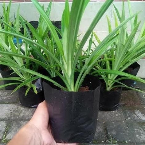 

Terlaris Bibit Tanaman Herbal Pohon Pandan Wangi
