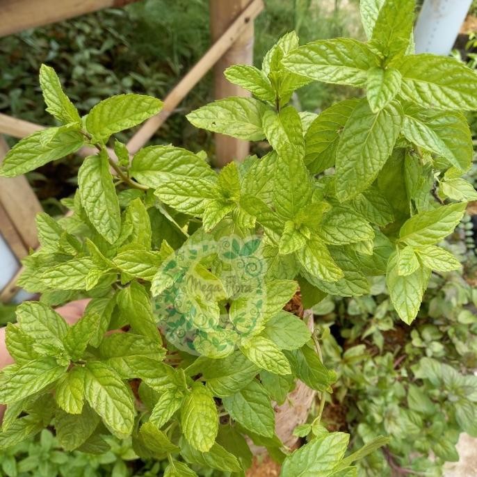 

Terlaris Tanaman Spearmint - Mentha Spicata Bibit Herbal Herbs Mint