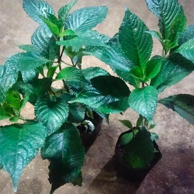 

Terlaris Tanaman Herbal Kecibling/Pecah Beling