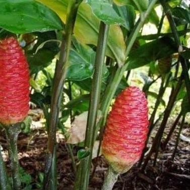 

Terlaris Bibit Pohon Lempuyang/Tanaman Herbal