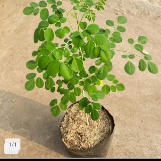 

Terlaris Bibit Tanaman Kelor Pohon Herbal Beli 2 Gratis 1