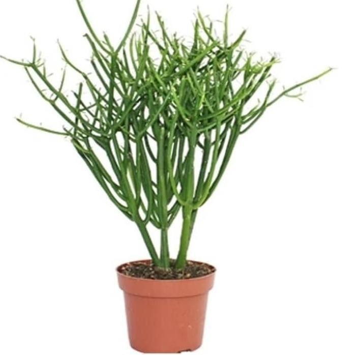 

Terlaris Tanaman Hias Patah Tulang / Herbal / Obat Gigi / Tanaman Kayu