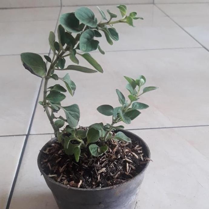 

Terlaris Tanaman Oregano Herbal - Bumbu Dapur