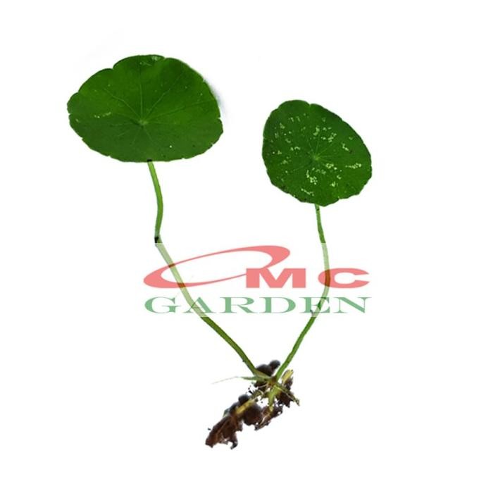 

Terlaris Bibit Daun Antanan Antana Pegagan Kaki Kuda Tanaman Hias Air Herbal