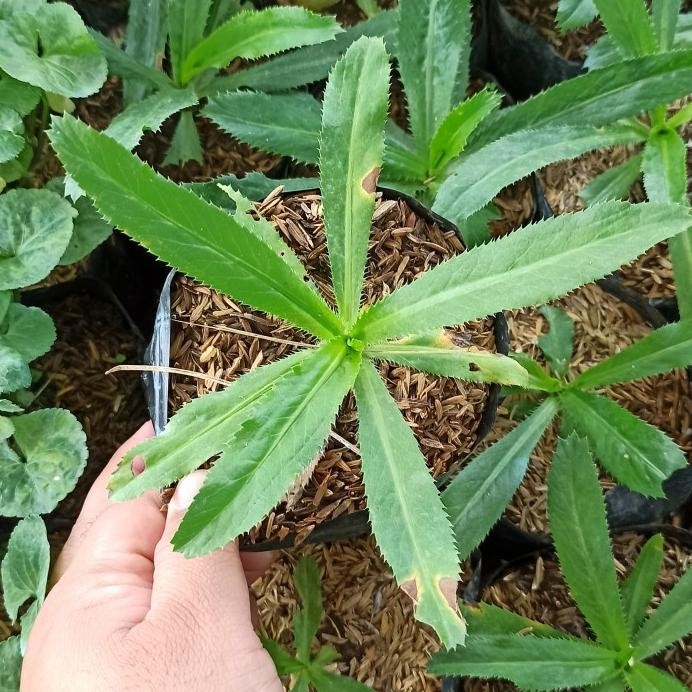 

Terlaris Culantro Bibit Tanaman Herbal