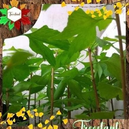 

Terlaris Instan [New] Tanaman Herbal Hias Bonsai Bibit Pohon Ginkgo Biloba Maidenhair Laris