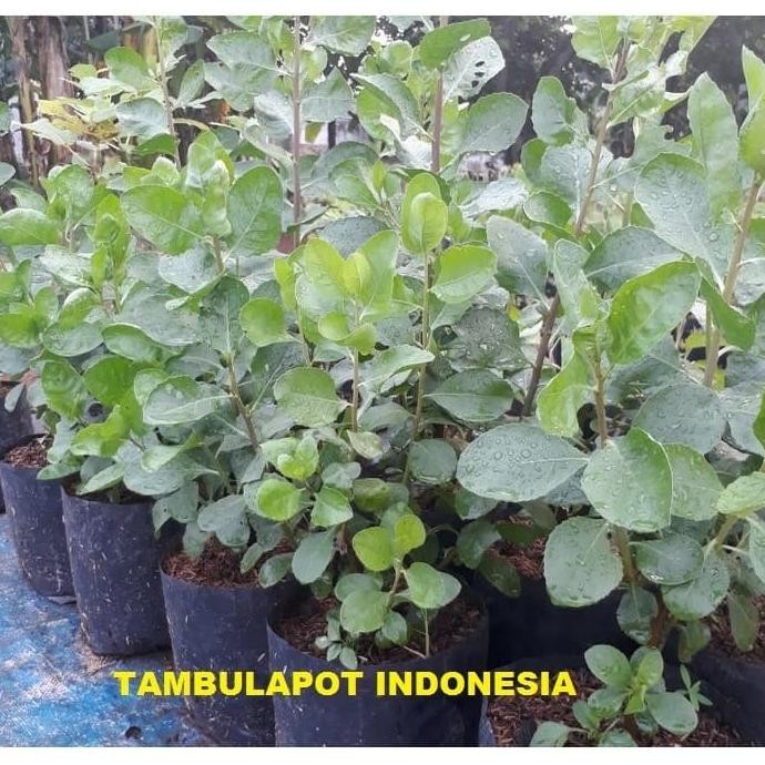 

Terlaris Bibit Beluntas/Tanaman Herbal Daun Beluntas
