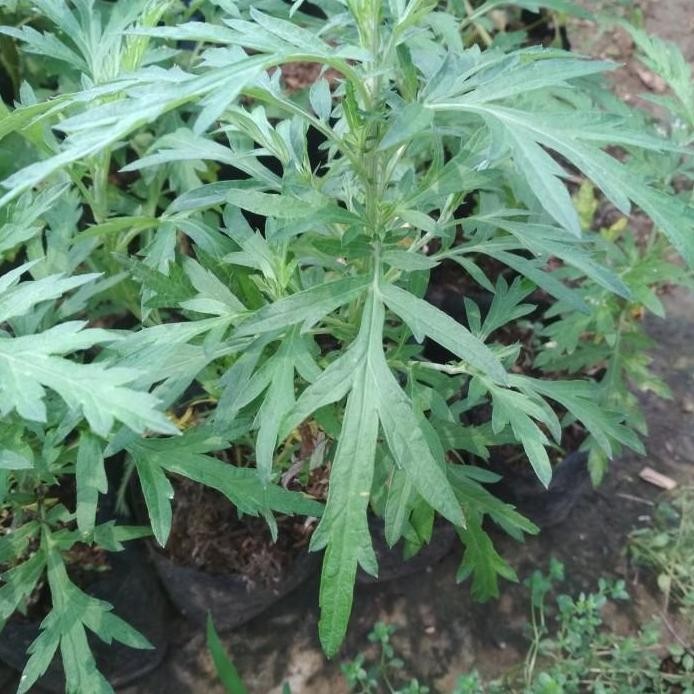 

Terlaris Bibit Tanaman Daun Baru Cina/Mugwort/Herbal Alami/Murah Berkualitas