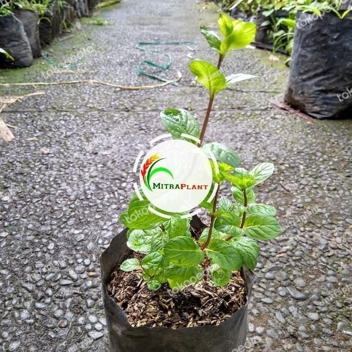 

Terlaris Bibit Pohon Cokelat Mint - Tanaman Daun Choco Mint - Tanaman Herbal