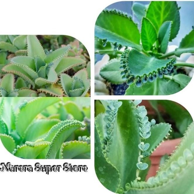 

Terlaris Tanaman Herbal Daun Cocor Bebek Suru Bebek Murah Ekonomis