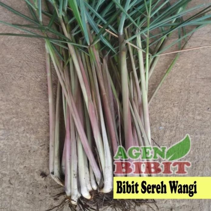 

Terlaris Tanaman Sereh Wangi Merah - Bibit Serai Minyak Pohon Herbal Berakar