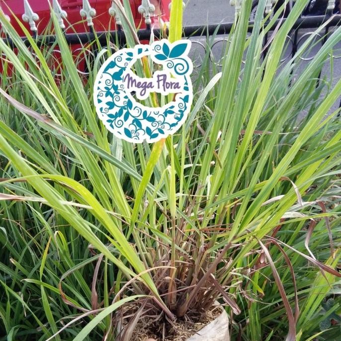 

Terlaris Tanaman Serai - Sereh - Cymbopogon Citratus Bibit Herb Bumbu Herbal