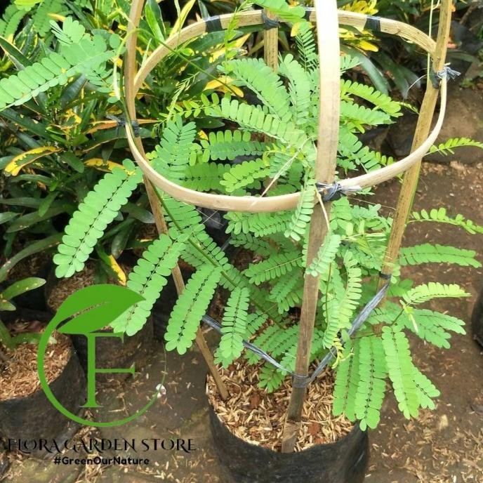 

Terlaris Tanaman Herbal Daun Saga - Pohon Daun Saga