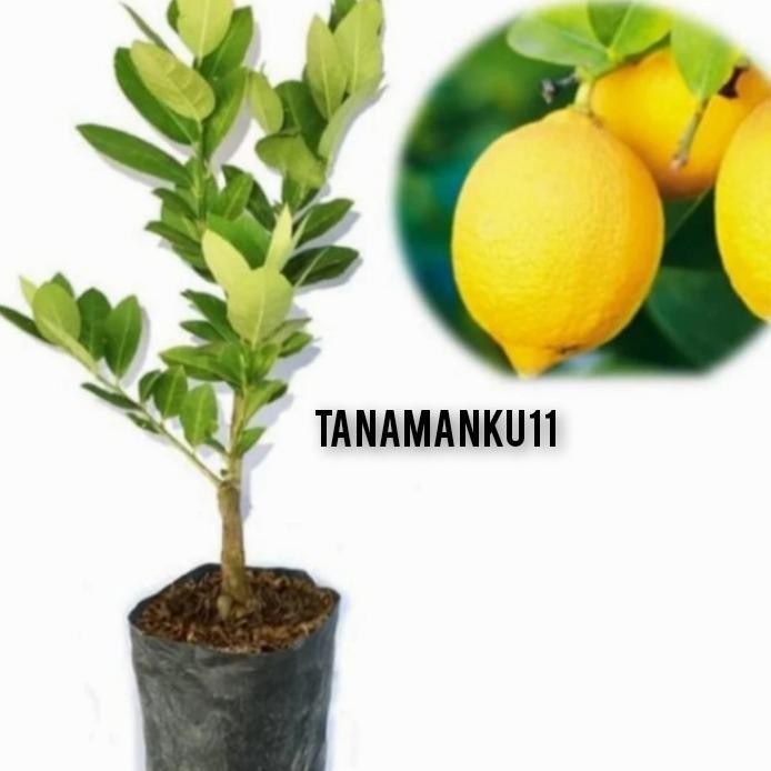 

Terlaris Tanaman Jerul Nipis Lemon Herbal Tinggi 50 Cm