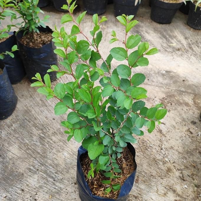 

Terlaris Bidara Arab Pohon Bibit Herbal Tanaman