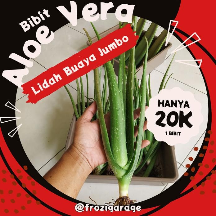 

Terlaris Bibit Aloe Vera Chinensis Lidah Buaya Jumbo Tanaman Herbal 20K