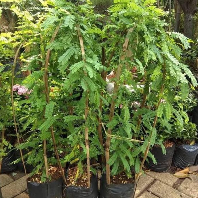 

Terlaris Tanaman Herbal Daun Saga