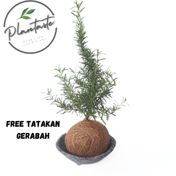

Terlaris Kokedama Series - Salvia Rosmarinus Free Tatakan Gerabah | Tanaman Hias Rosemary | Tanaman Herbal | Plantaste