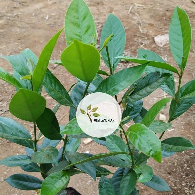 

Terlaris Bibit Pohon Daun Salam Sayur - Daun Salam - Bumbu Masak