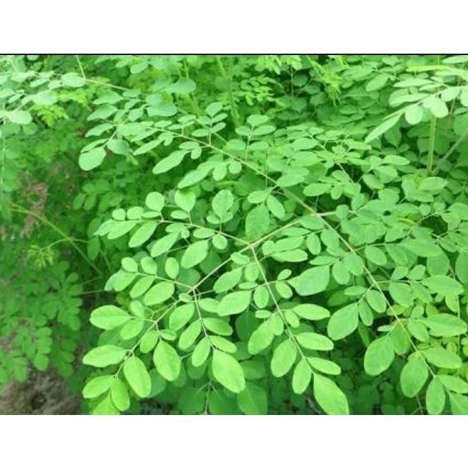 

Terlaris Bibit Stek Pohon Kelor Daun Tanaman Herbal Cod