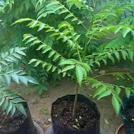 

Terlaris Bibit Tanaman Daun Kari/Salam Koja/Temurui Wild Curry Leaves