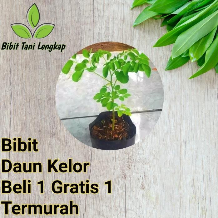 

Terlaris Bibit Tanaman Daun Kelor Herbal