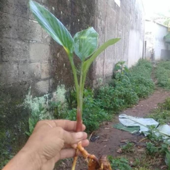 

Terlaris Tanaman Temu Kunci Pohon Bibit