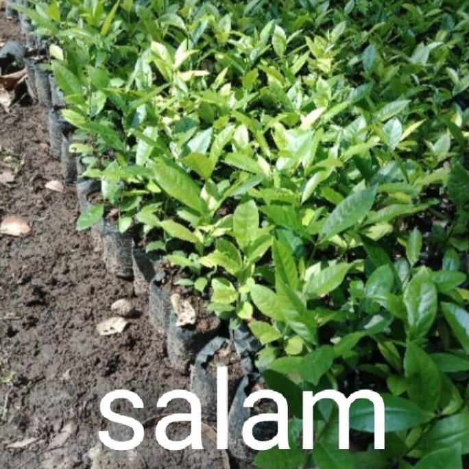 

Terlaris Bibit Tanaman Daun Salam Buat Masakan