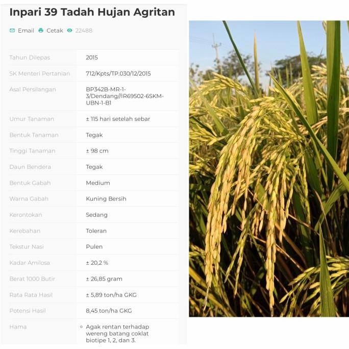 

Terlaris Benih Padi Inpari 39 Agritan
