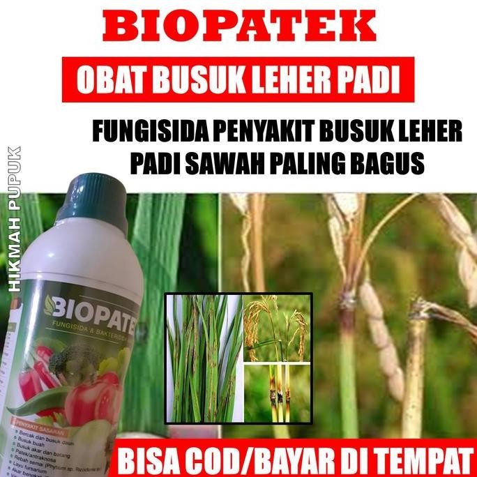 

Terlaris Biopatek 500 Ml Pupuk Mengatasi Penyakit Busuk Leher Padi Di Sawah Paling Ampuh - Fungisida Mengatasi Hama Blast Pada Tanaman Padi - Obat Penyakit Pada Anakan Padi - Pupuk Semprot Mengobati Pada Padi Terbukti Ampuh