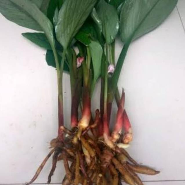 

Terlaris Bibit Temu Kunci Siap Tanam Xwbnom 6819He