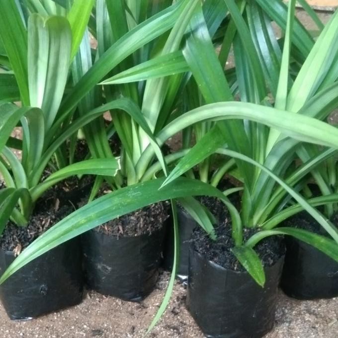 

Terlaris Paket 3 Bibit Bumbu Jeruk Purut,Daun Salam Dan Pandan Wangi Super Murah