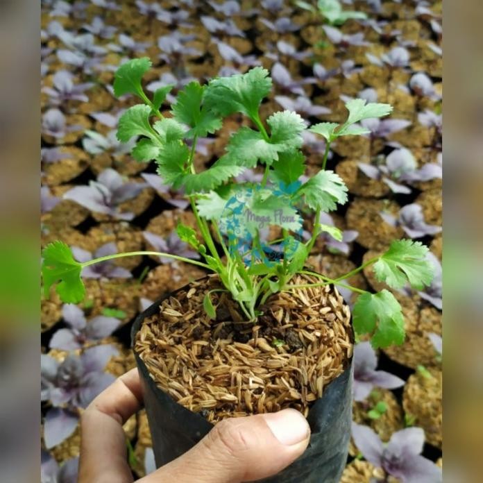 

Terlaris Bibit Ketumbar Coriander Cilantro Tanaman Herb Herbal Daun Bumbu Eeee