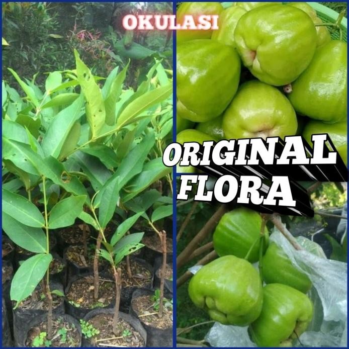 

Terlaris Bibit Jambu Air Kiojok Tanaman Jambu Pohon Jambu Kiojok Manis