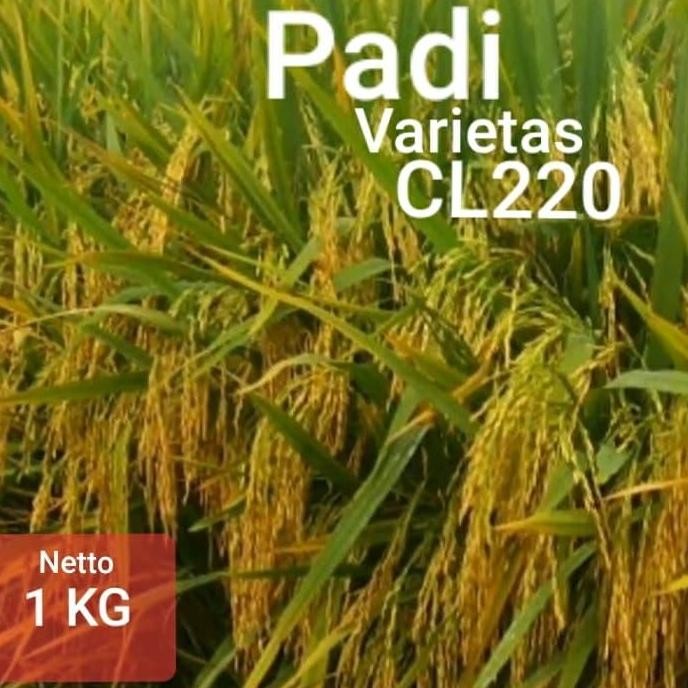 

Terlaris Bibit Padi Cl220